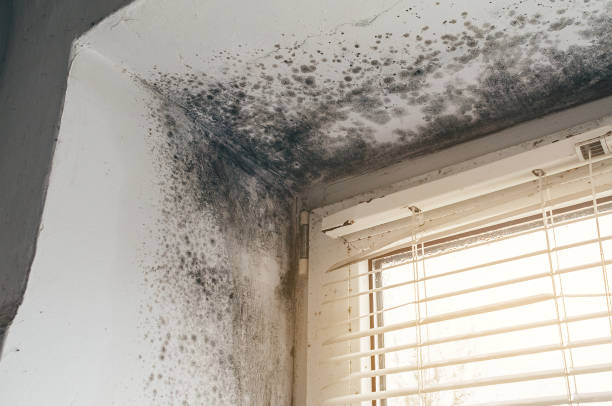Trusted Black Mold Removal service in New Enterprise, PA - Cheap Mold Removal