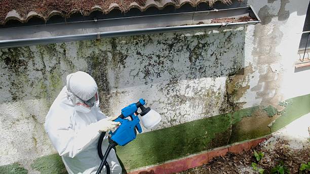 Trusted Crawl Space Mold Removal service in New Enterprise, PA - Cheap Mold Removal